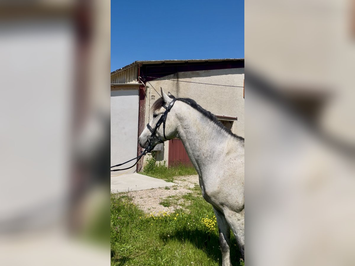Francuski kuc wierzchowy Ogier 4 lat 147 cm Siwa in Saint-André-en-Bresse