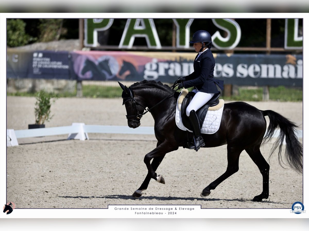 Francuski kuc wierzchowy Ogier 5 lat 148 cm Kara in Mérignies