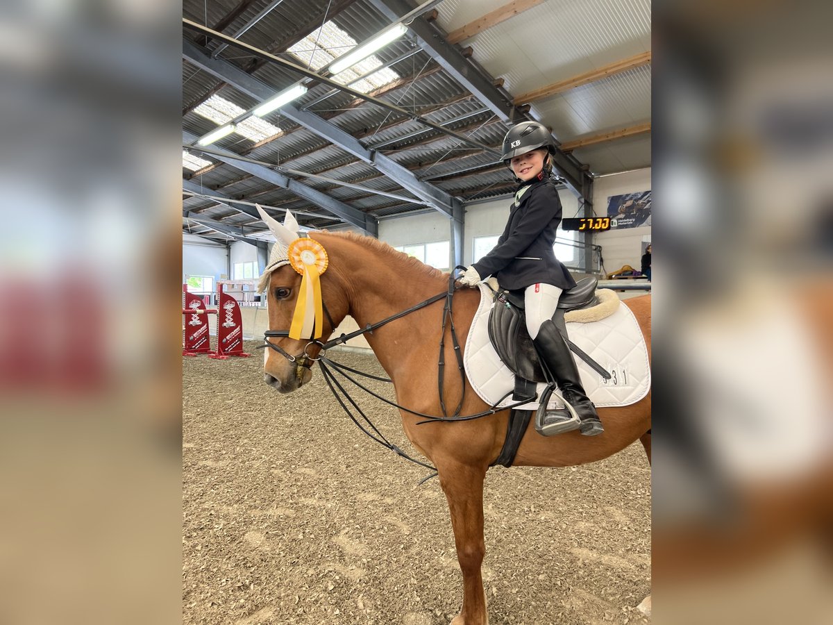 Francuski kuc wierzchowy Wałach 12 lat 148 cm Kasztanowata in Walldorf