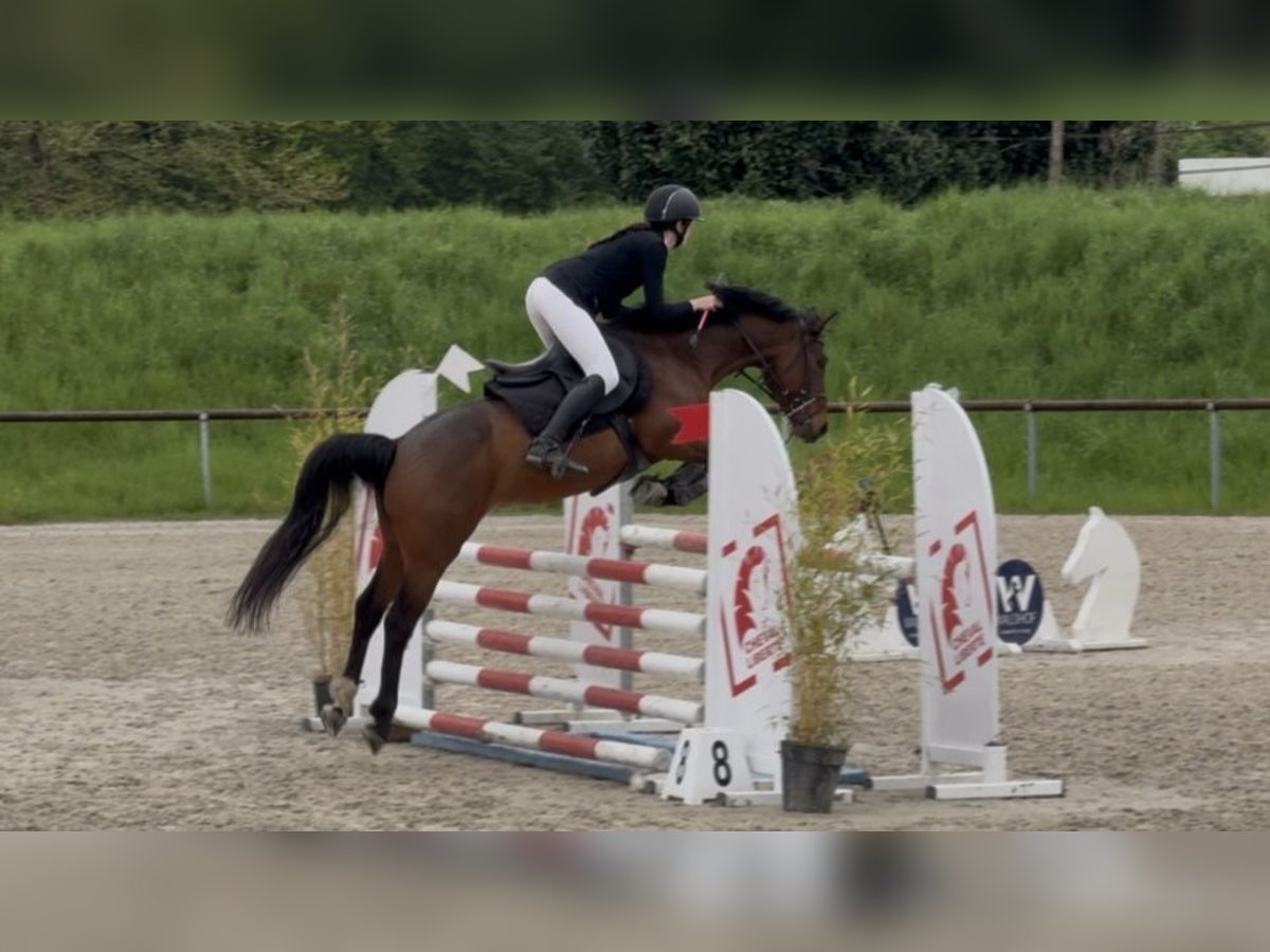 Francuski kuc wierzchowy Wałach 5 lat 148 cm Gniada in Merkwiller-Pechelbronn