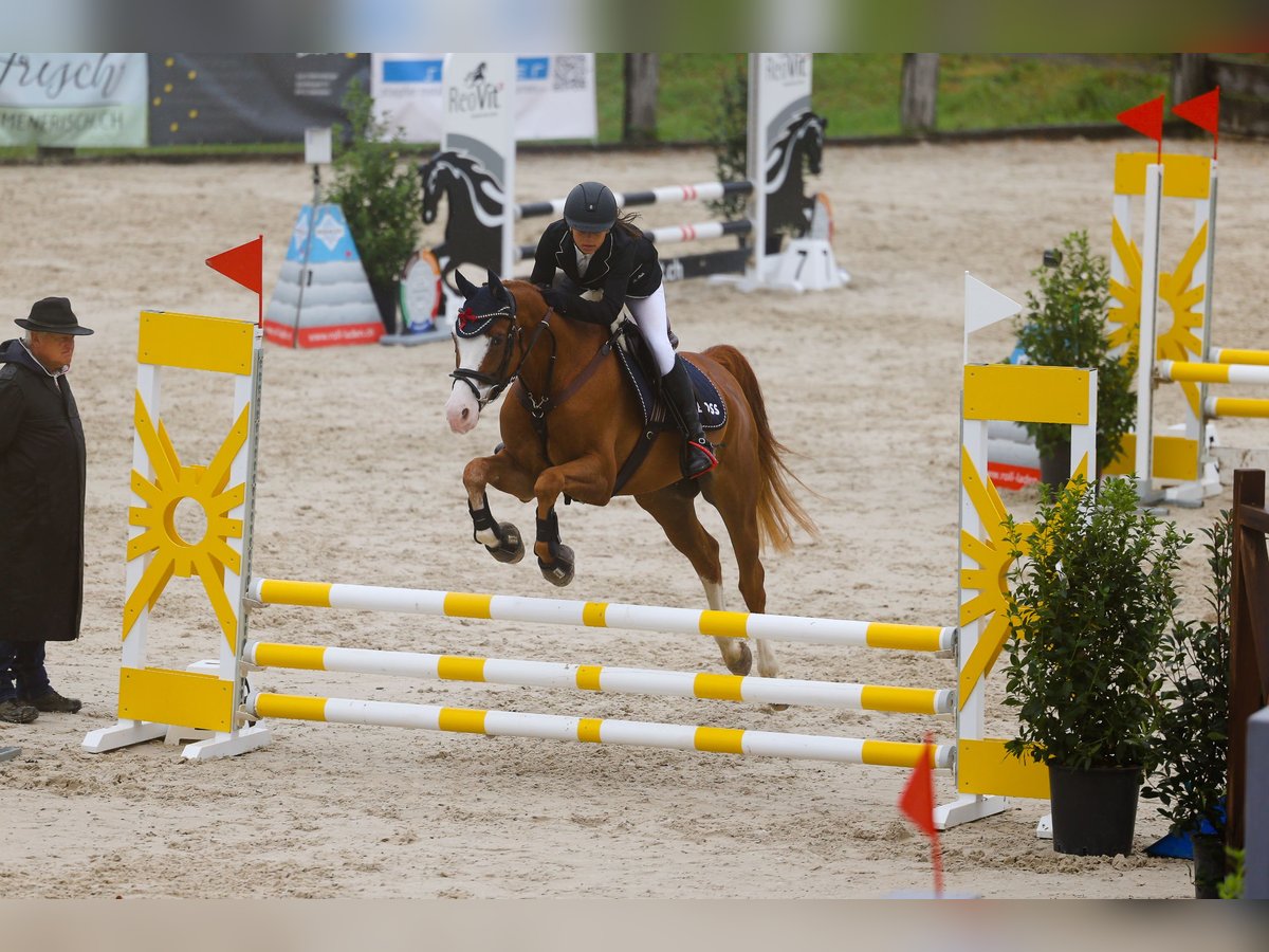 Francuski kuc wierzchowy Wałach 11 lat 148 cm Kasztanowata in Wiesendangen