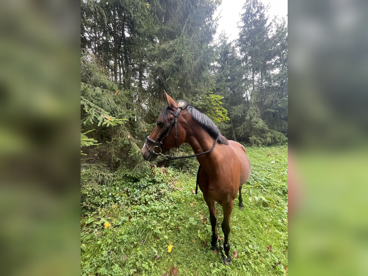 Francuski kuc wierzchowy Wałach 21 lat 148 cm Gniada in Friedberg