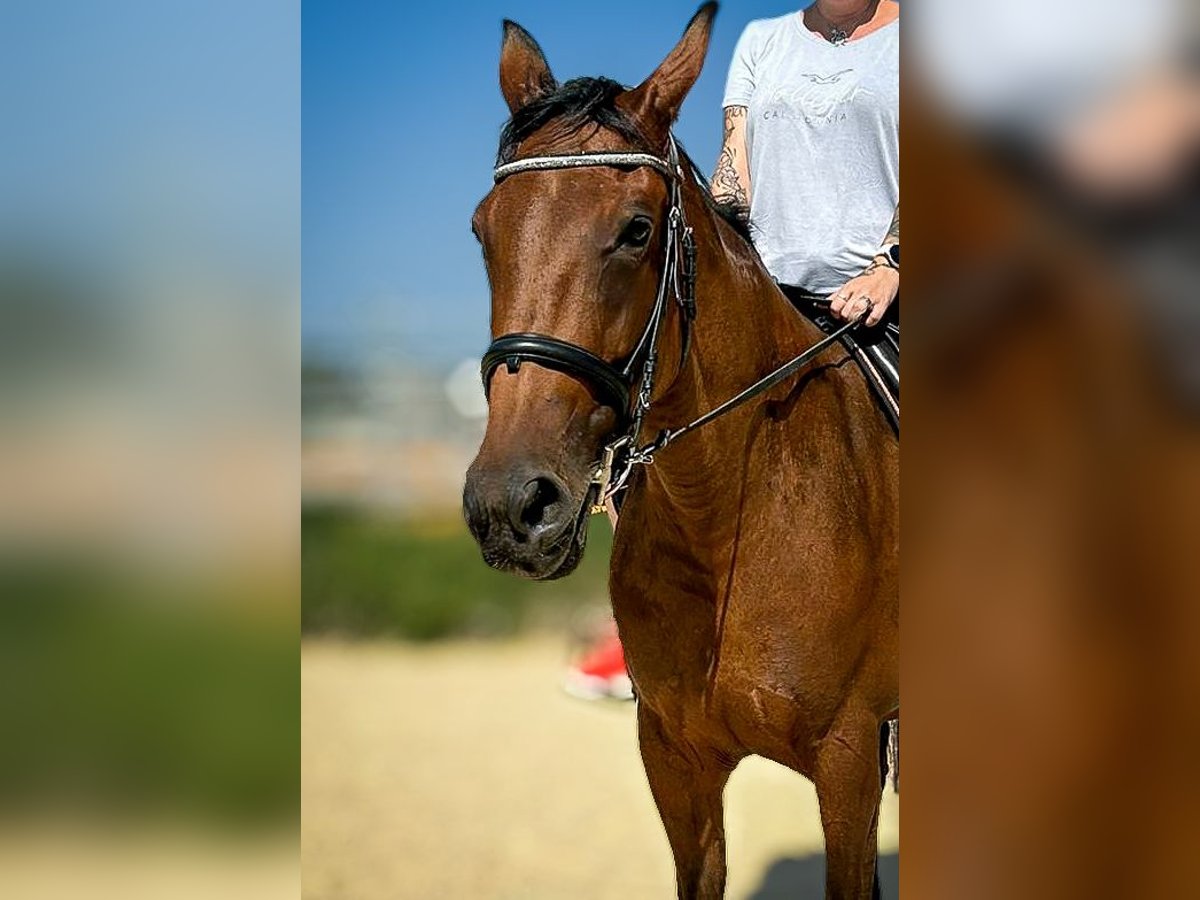 Franse draver Merrie 10 Jaar 162 cm Bruin in Haderswörth