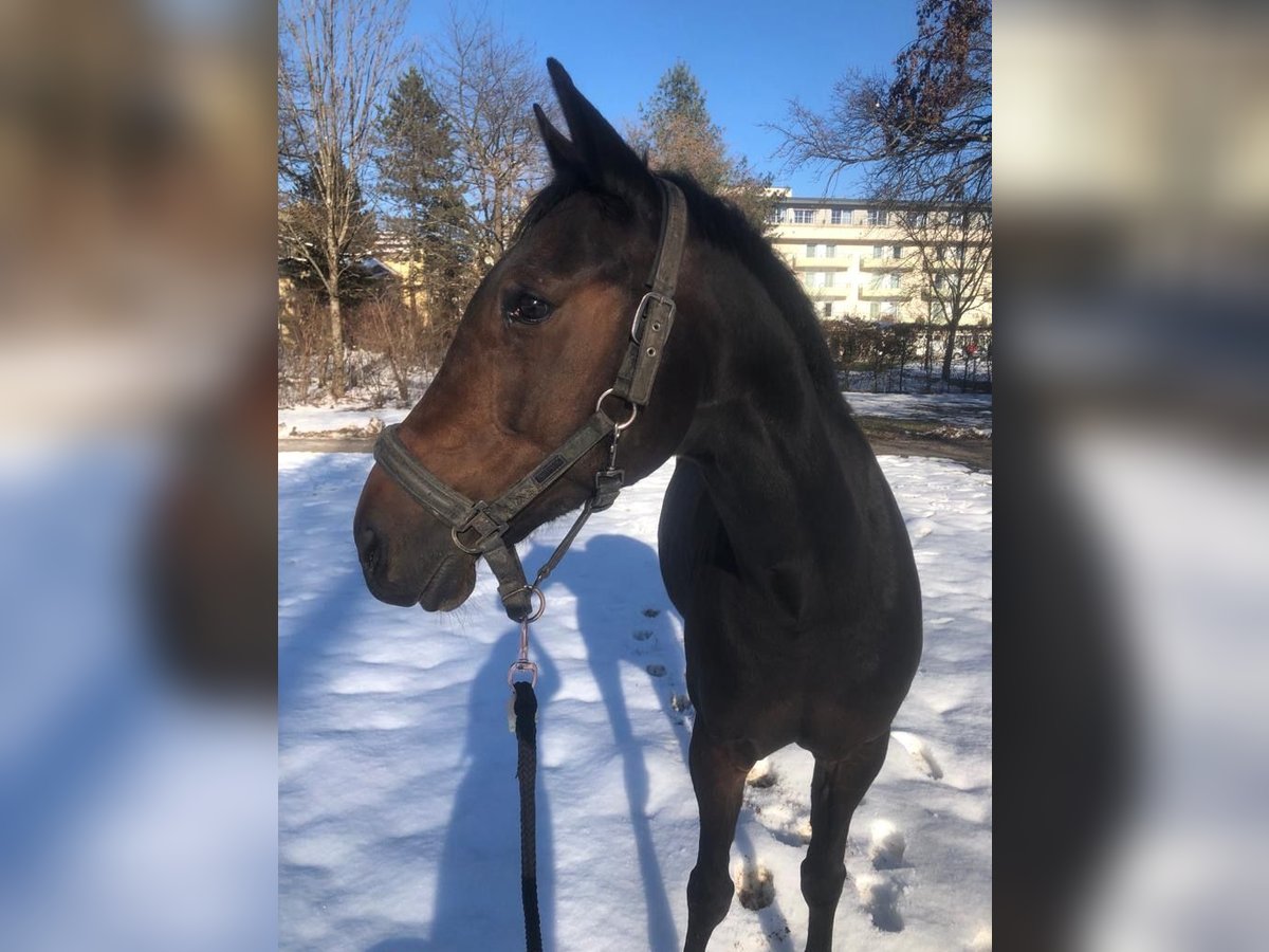 Franse draver Merrie 10 Jaar Donkerbruin in Sachsenburg