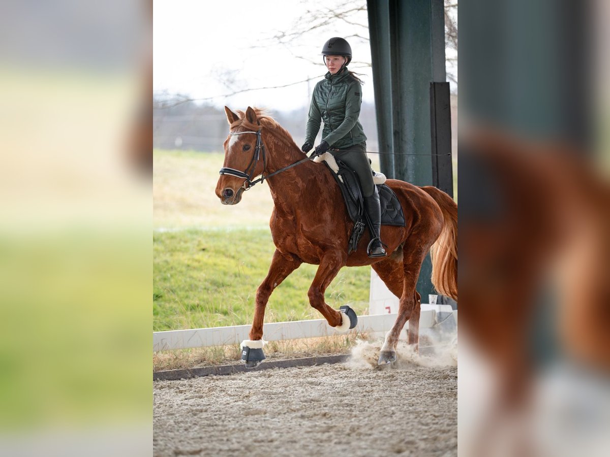 Franse draver Merrie 14 Jaar 165 cm Vos in Sauerlach