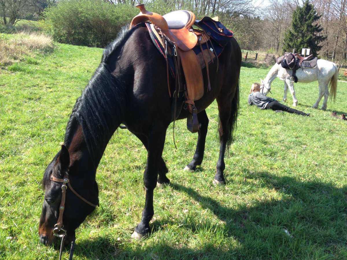 Franse draver Merrie 19 Jaar 162 cm Donkerbruin in Dortmund (Aplerbecker Mark)