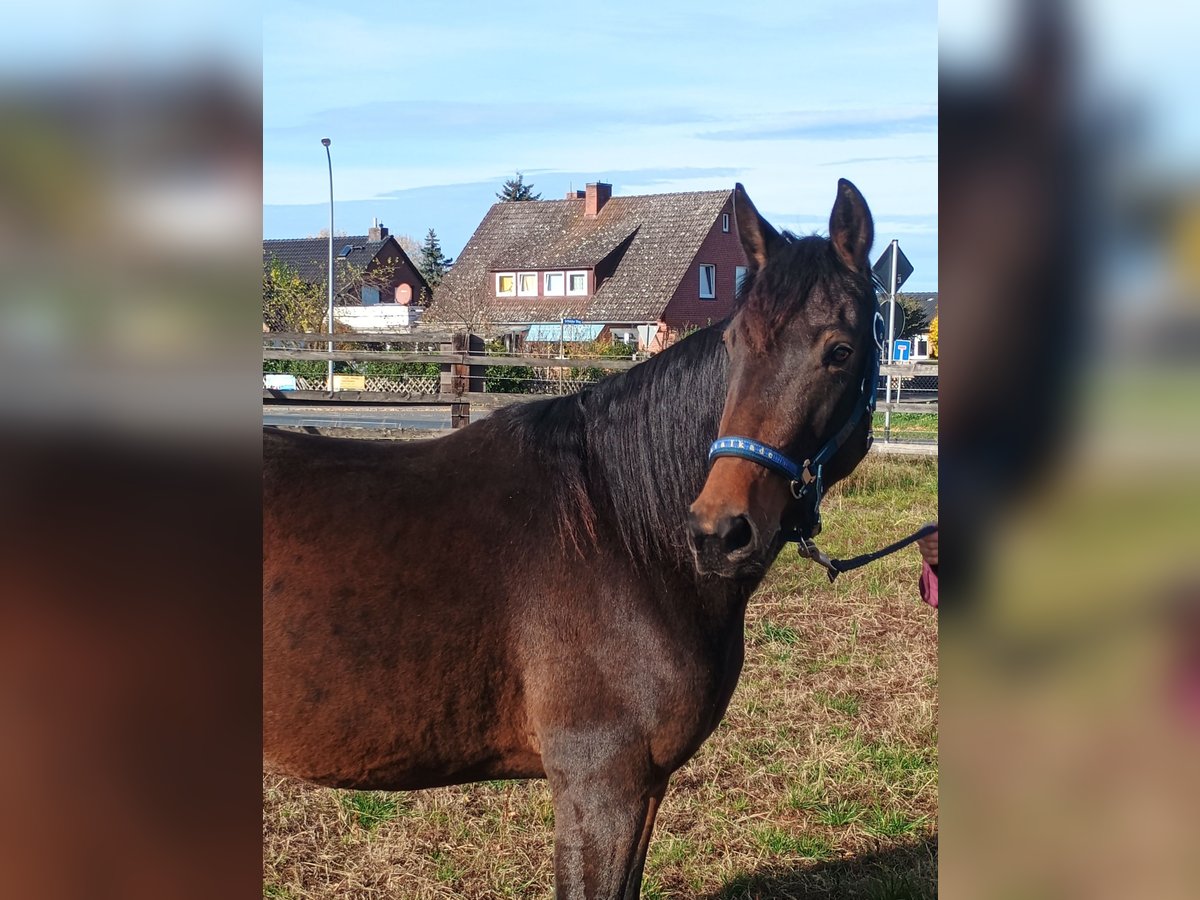 Franse draver Merrie 4 Jaar 155 cm Bruin in L&#xFC;neburg