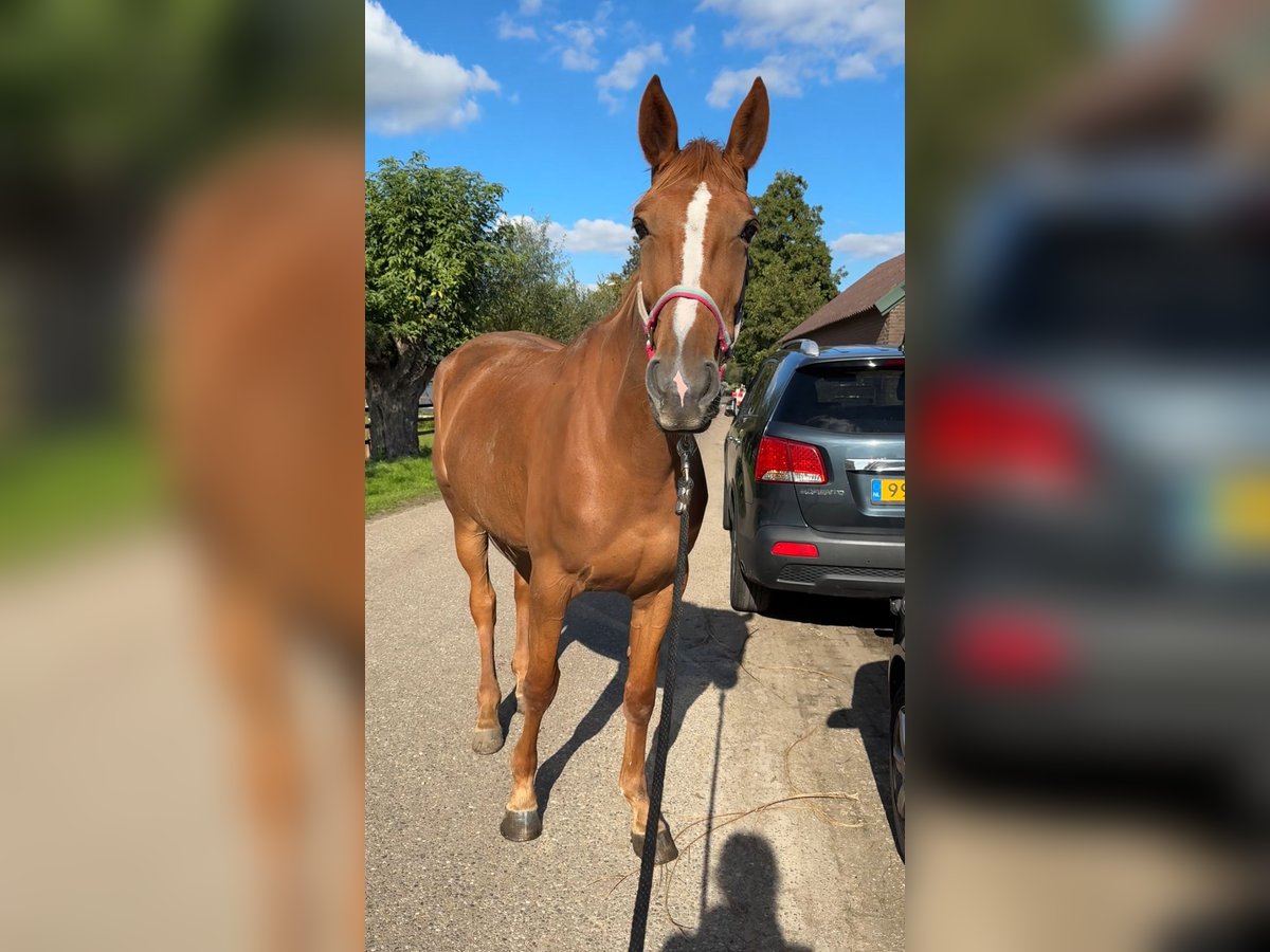 Franse draver Merrie 4 Jaar 166 cm Vos in Nijkerk