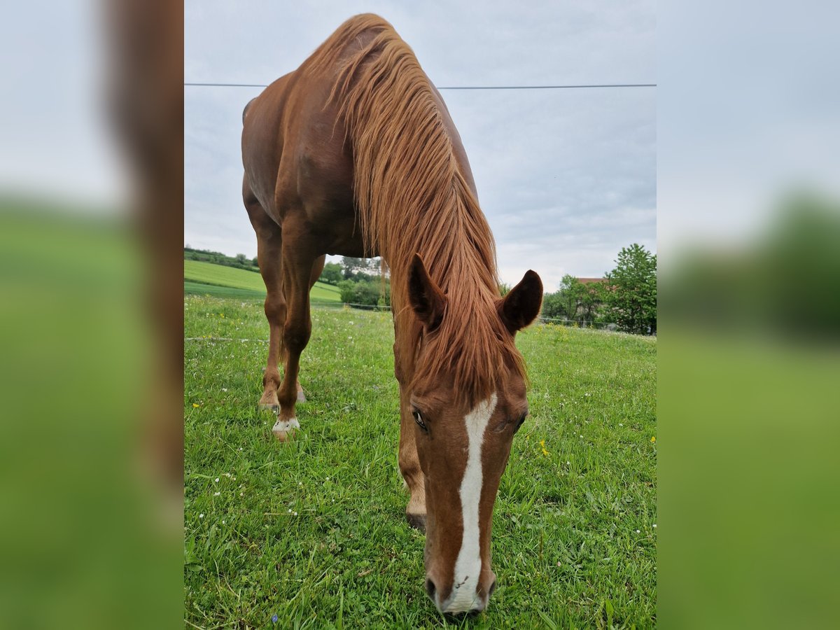 Franse draver Merrie 6 Jaar 160 cm Vos in Niedernondorf