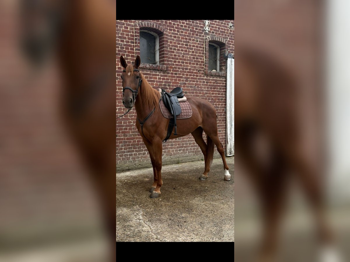Franse draver Merrie 6 Jaar 166 cm Vos in EPENANCOURT