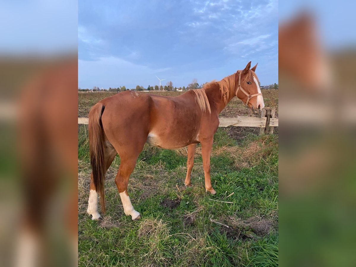 Franse draver Merrie 6 Jaar Bruin in Herzele