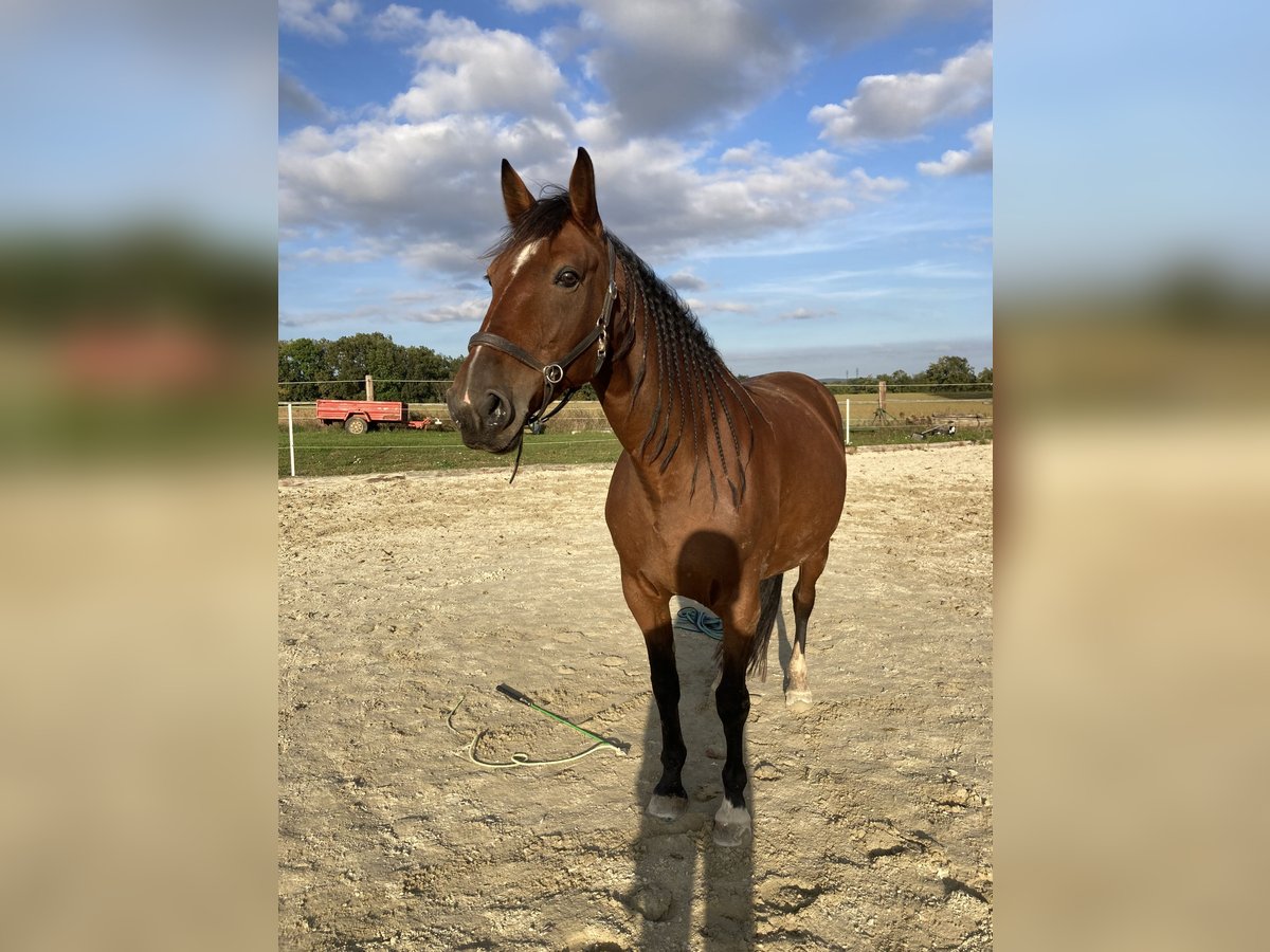 Franse draver Merrie 7 Jaar 163 cm Bruin in Feinfeld