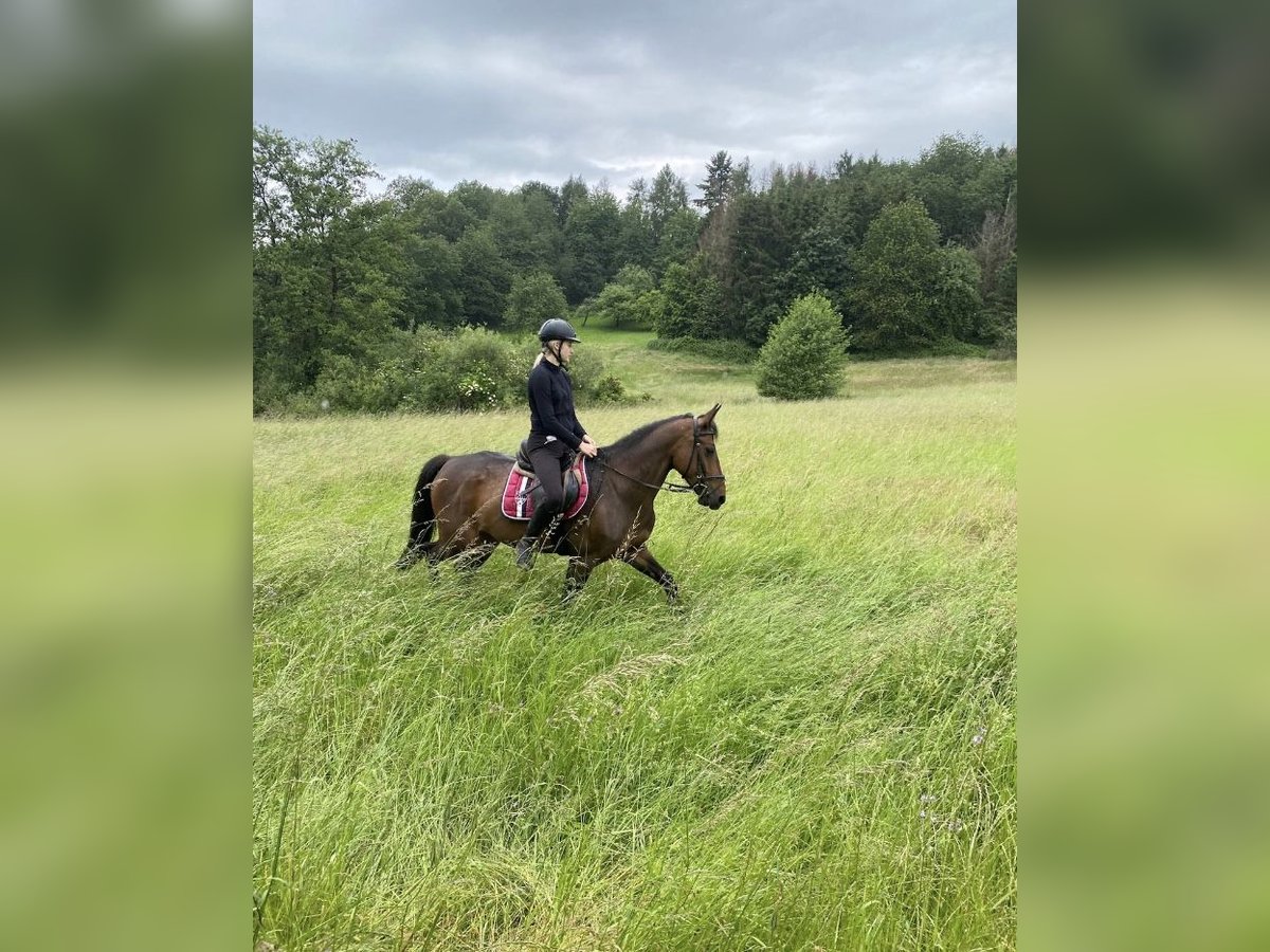 Franse draver Merrie 8 Jaar Bruin in Heusweiler