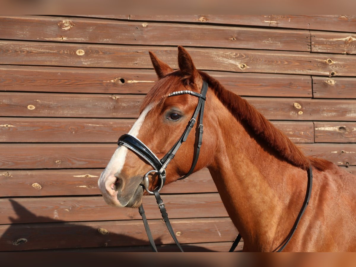 Franse draver Merrie 9 Jaar 157 cm Vos in Berlin