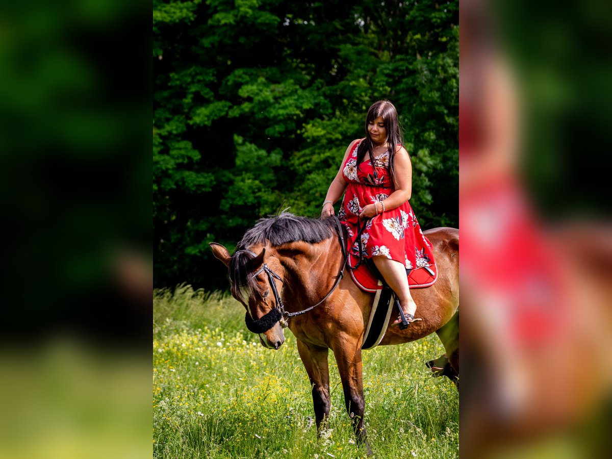 Franse draver Ruin 10 Jaar 167 cm Bruin in Dijon