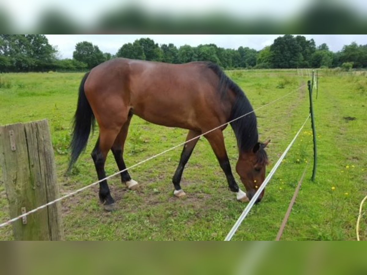 Franse draver Ruin 12 Jaar 168 cm Bruin in Le Plessis-Pâté