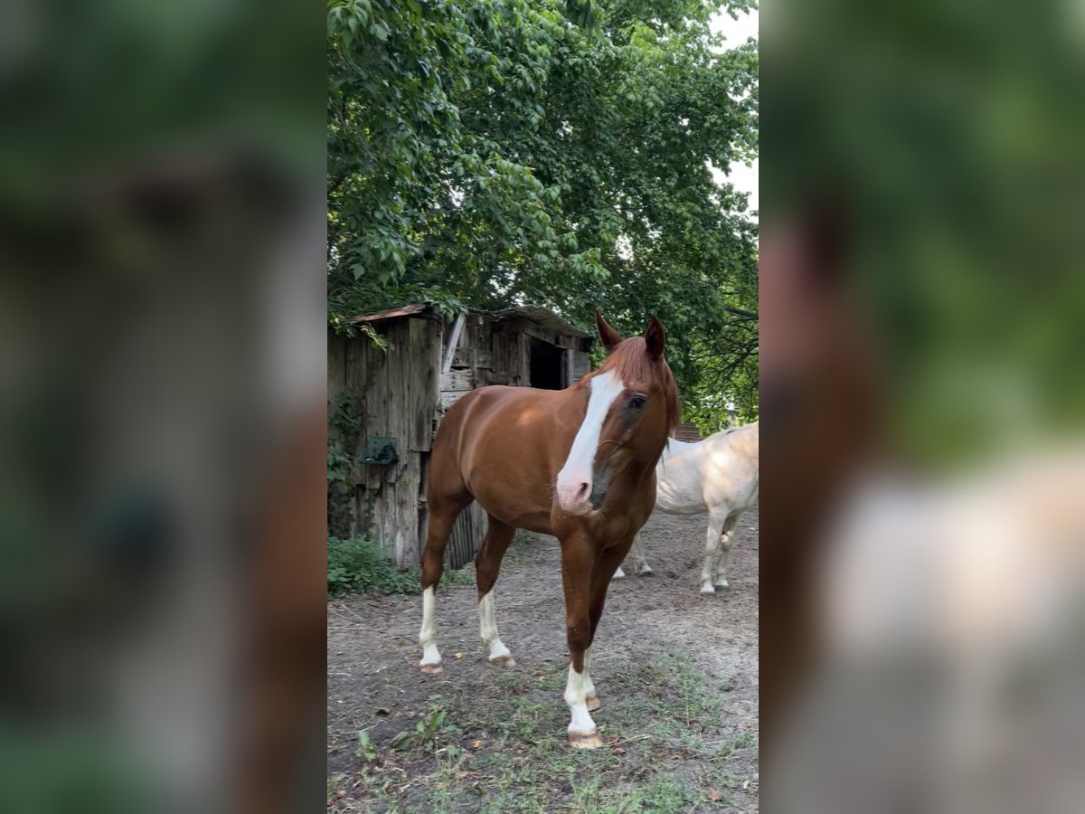 Franse draver Ruin 13 Jaar 165 cm Vos in Sauternes