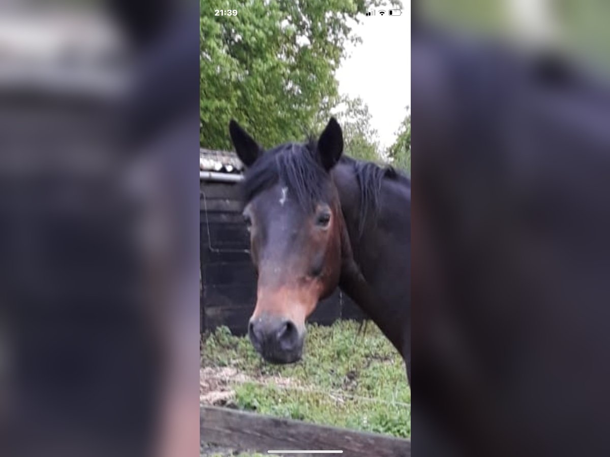 Franse draver Ruin 17 Jaar 160 cm Donkerbruin in Echt