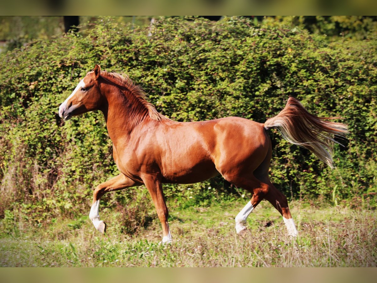 Franse rijpaarden Hengst 2 Jaar 143 cm Vos in Bouée