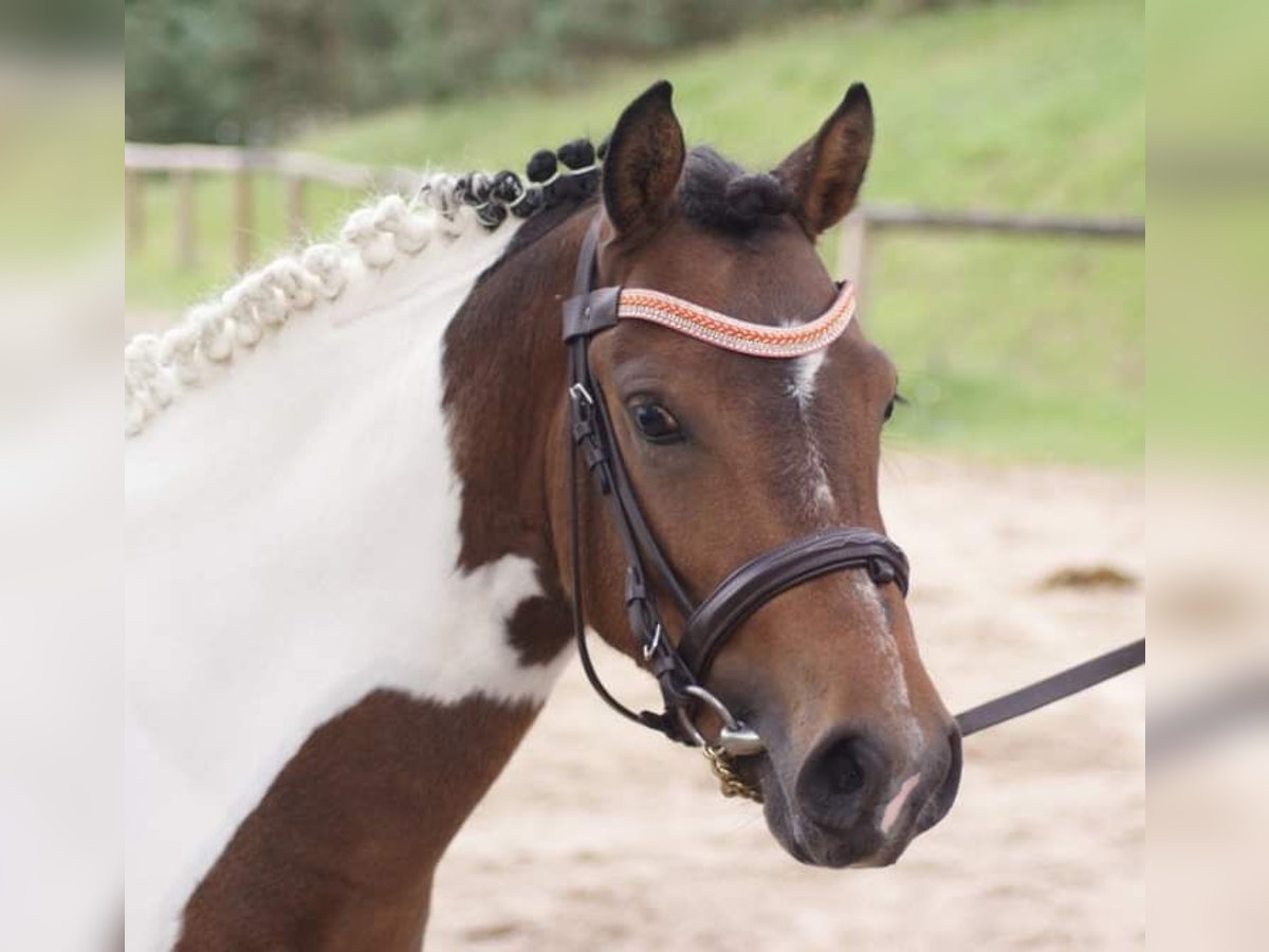 Franse rijpaarden Hengst 3 Jaar 115 cm Overo-alle-kleuren in VERDELOT