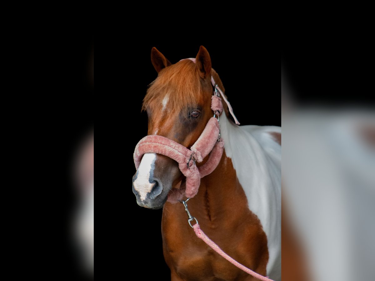 Franse rijpaarden Merrie 11 Jaar 130 cm Gevlekt-paard in Samstagern