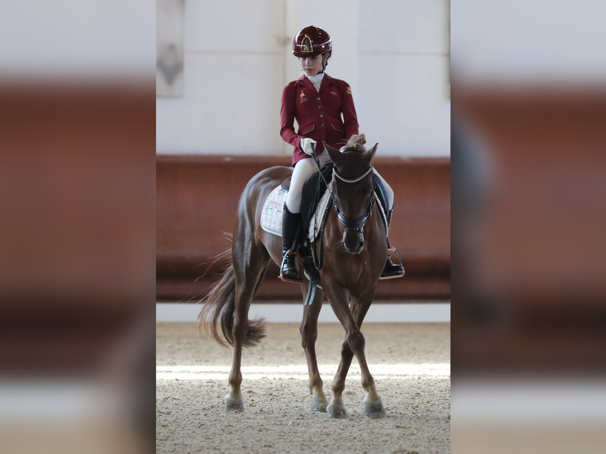 Franse rijpaarden Merrie 11 Jaar 147 cm Donkere-vos in Mestre