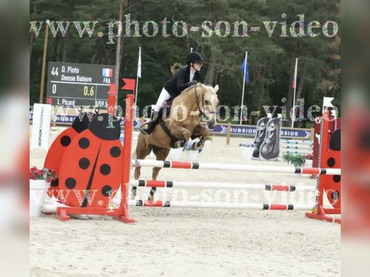 Franse rijpaarden Merrie 11 Jaar 148 cm Palomino in Rouilly