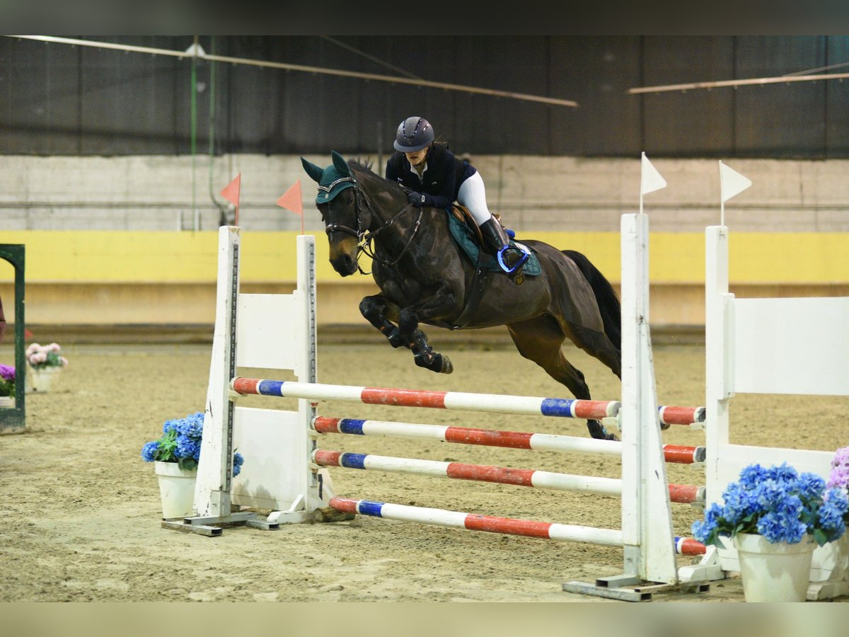Franse rijpaarden Merrie 11 Jaar 149 cm Donkerbruin in Milano