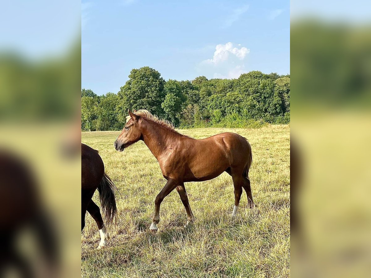 Franse rijpaarden Merrie 1 Jaar 148 cm Donkere-vos in Chateauroux