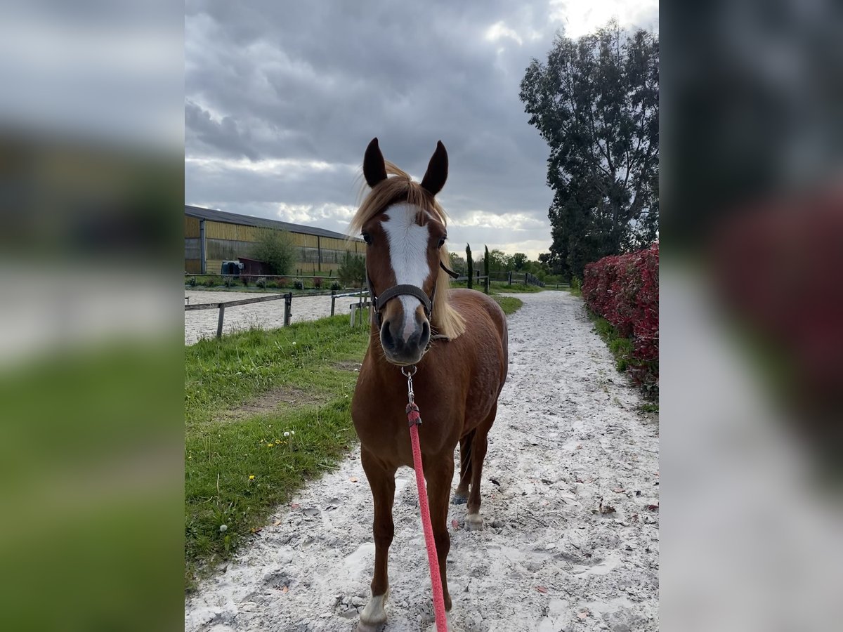 Franse rijpaarden Merrie 3 Jaar 138 cm Vos in Rennes