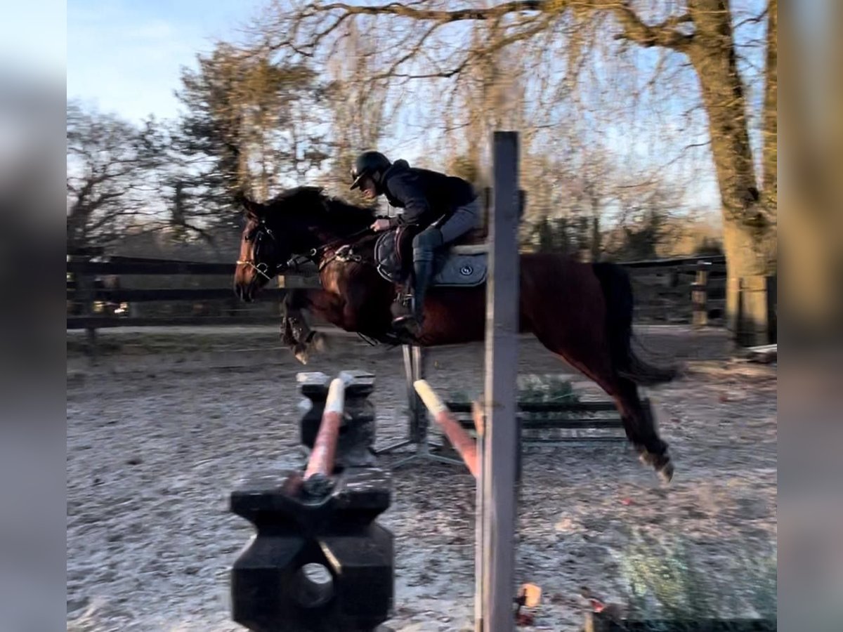 Franse rijpaarden Merrie 6 Jaar 149 cm Roodbruin in Itteville