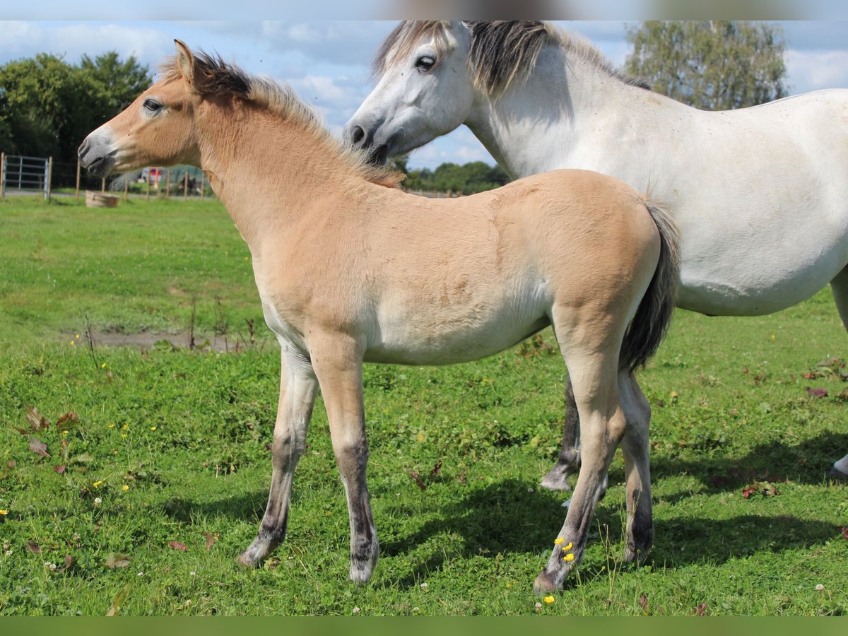 Franse rijpaarden Merrie veulen (06/2024) Brown Falb schimmel in La Flamengrie