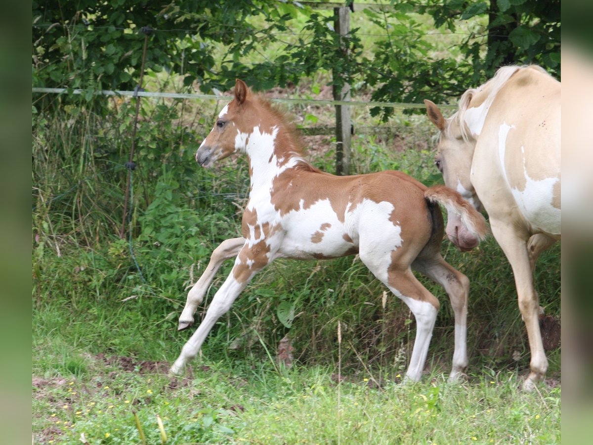 Franse rijpaarden Merrie veulen (01/2024) Overo-alle-kleuren in SOULEUVRE EN BOCAGE