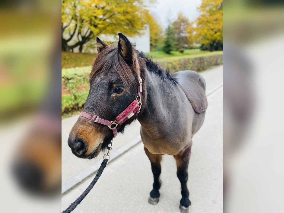 Franse rijpaarden Ruin 11 Jaar 115 cm Donkerbruin in Dietikon