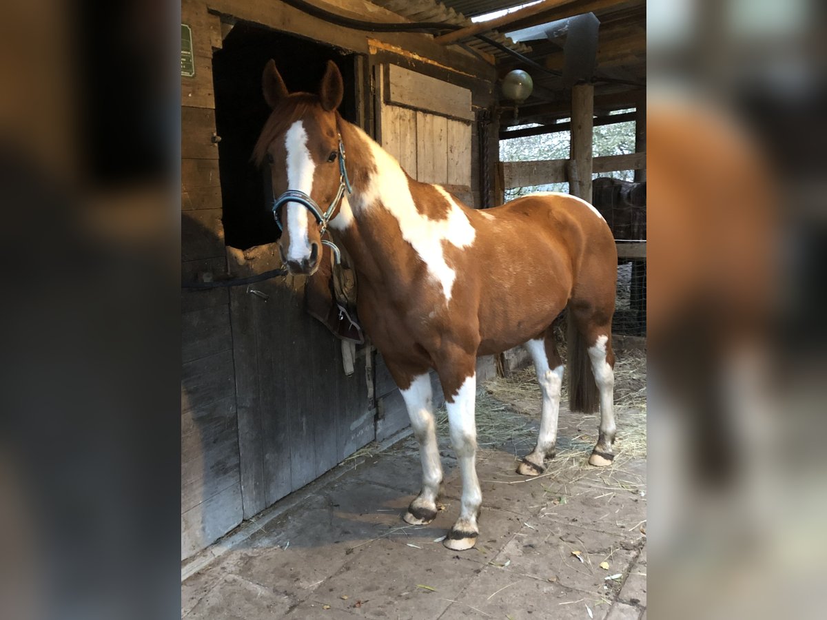 Franse rijpaarden Ruin 16 Jaar 155 cm Gevlekt-paard in Uelzen