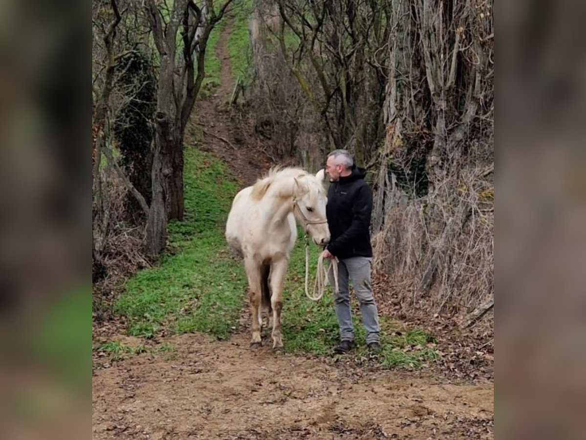 Franse rijpaarden Ruin 3 Jaar 135 cm Palomino in MORNANT