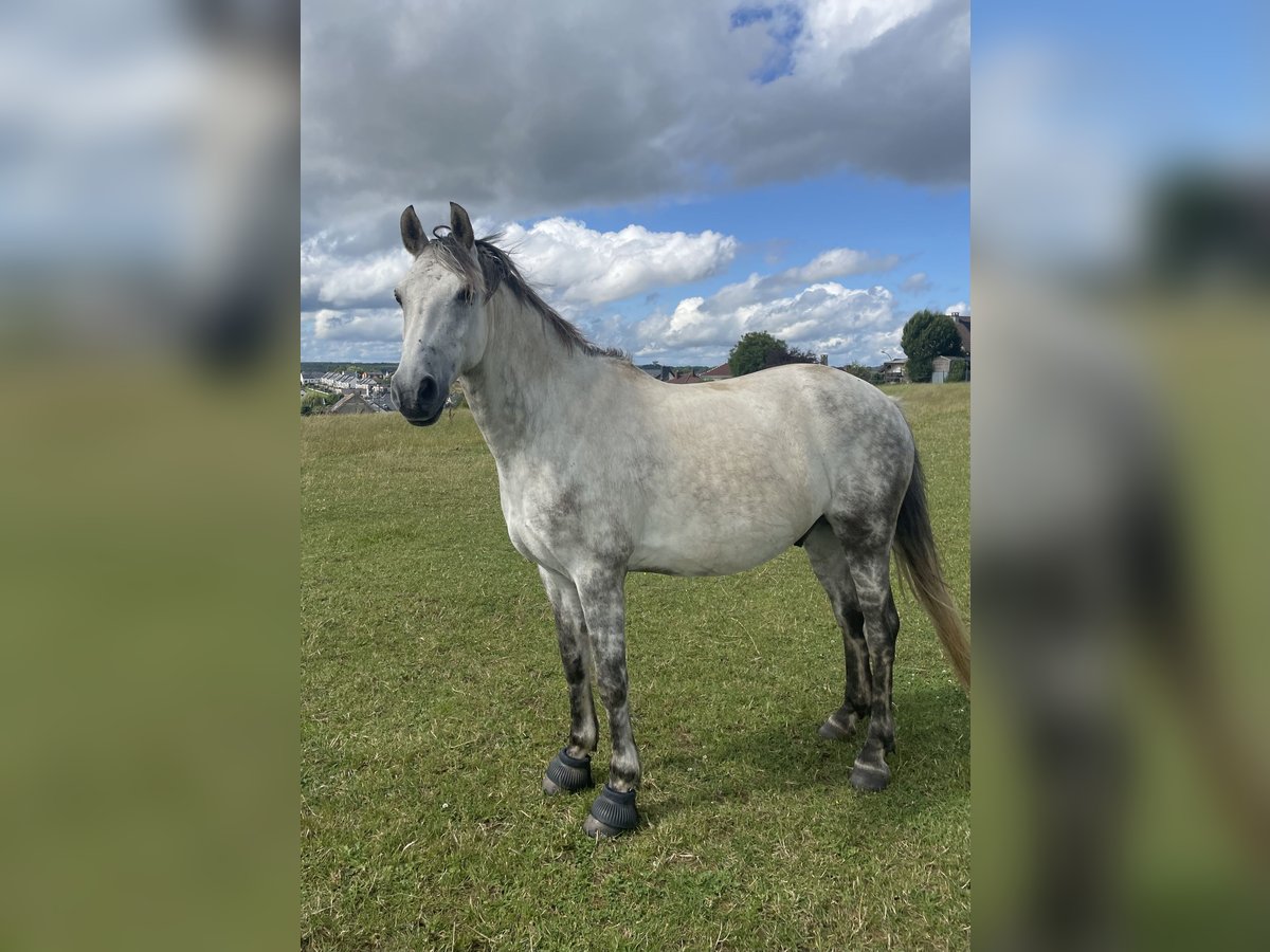 Franse rijpaarden Mix Ruin 9 Jaar 147 cm Appelschimmel in Contern