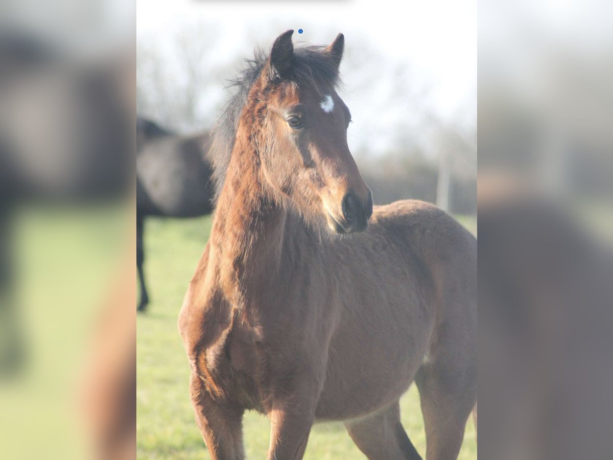 Fransk ridponny Hingst 2 år Brun in Savenay