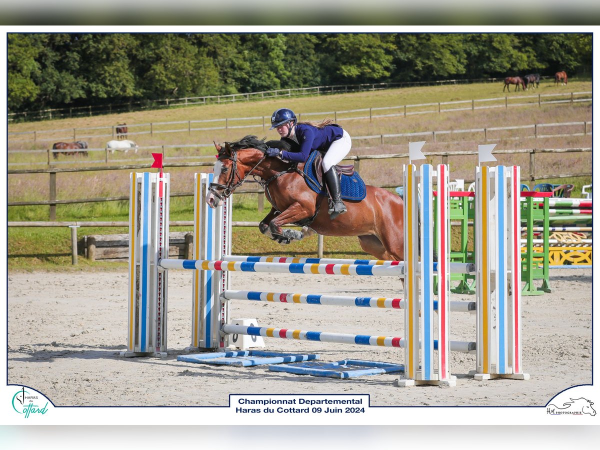 Fransk ridponny Sto 5 år 146 cm Brun in Auxerre