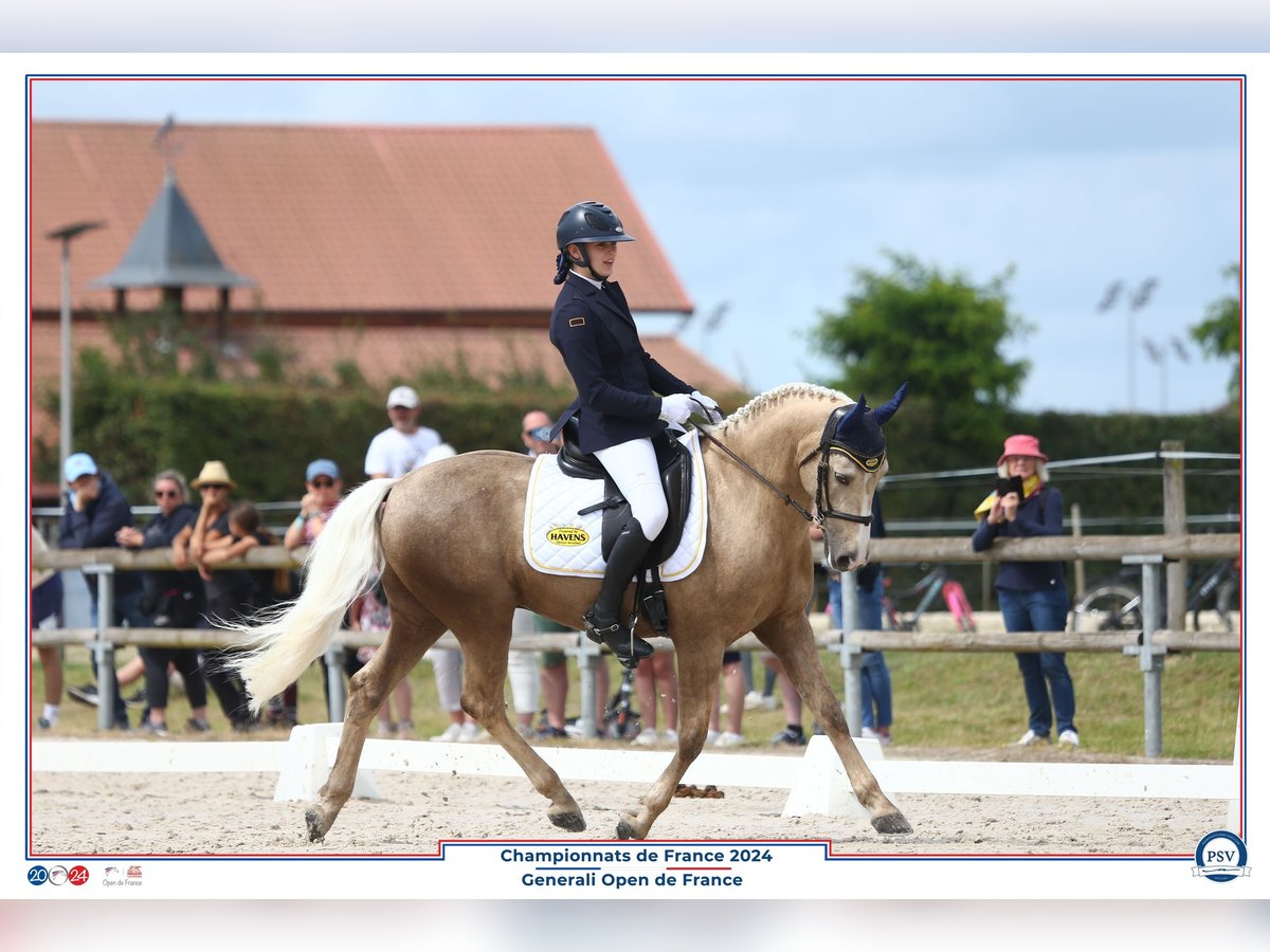 Fransk ridponny Valack 13 år 147 cm Palomino in Warmeriville