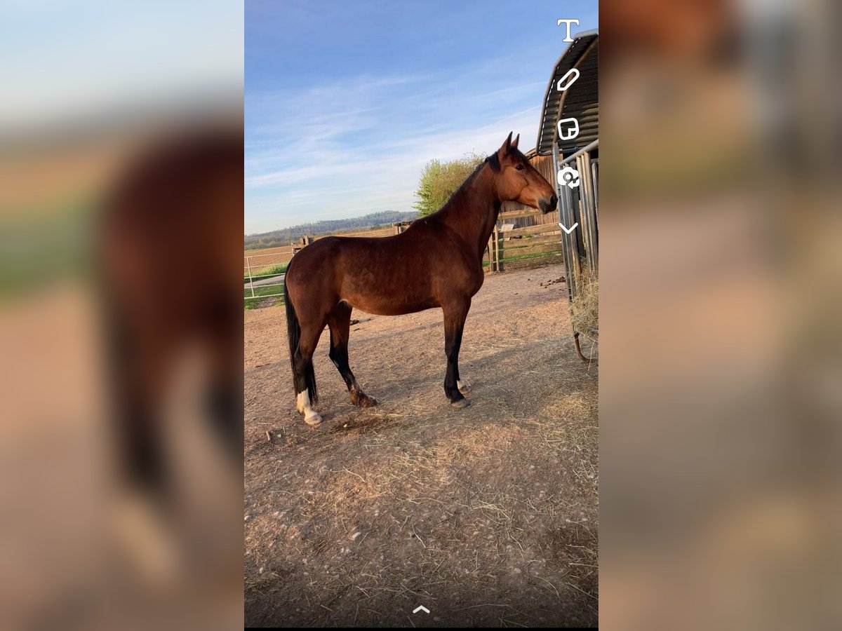 Fransk travare Sto 6 år 163 cm Brun in Feinfeld