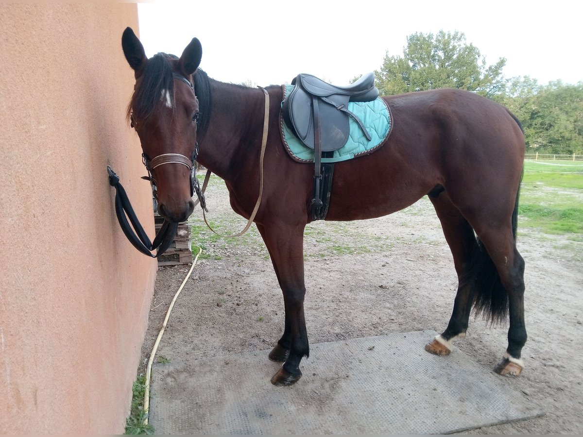 Fransk travare Valack 3 år 175 cm Brun in Gensac