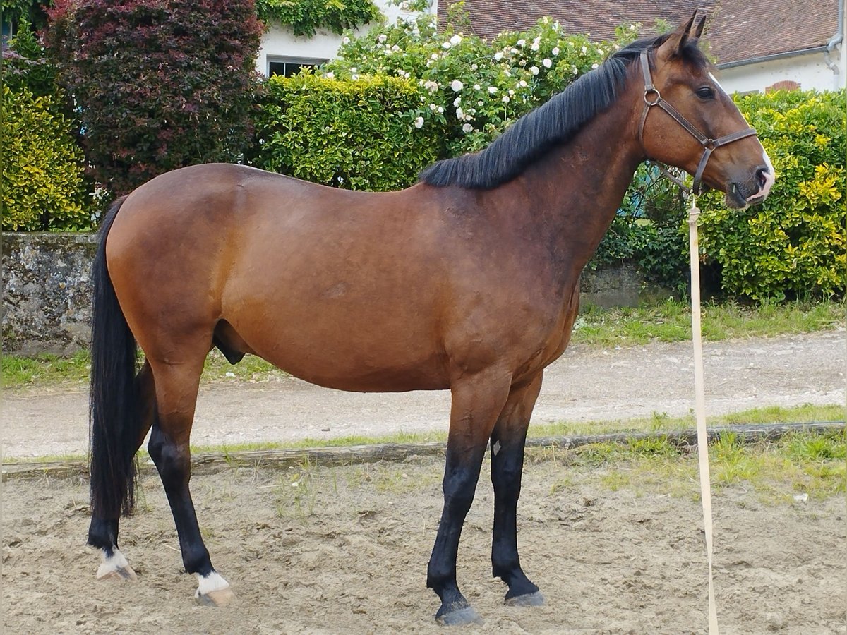 Fransk travare Valack 5 år 166 cm Brun in Coulommiers