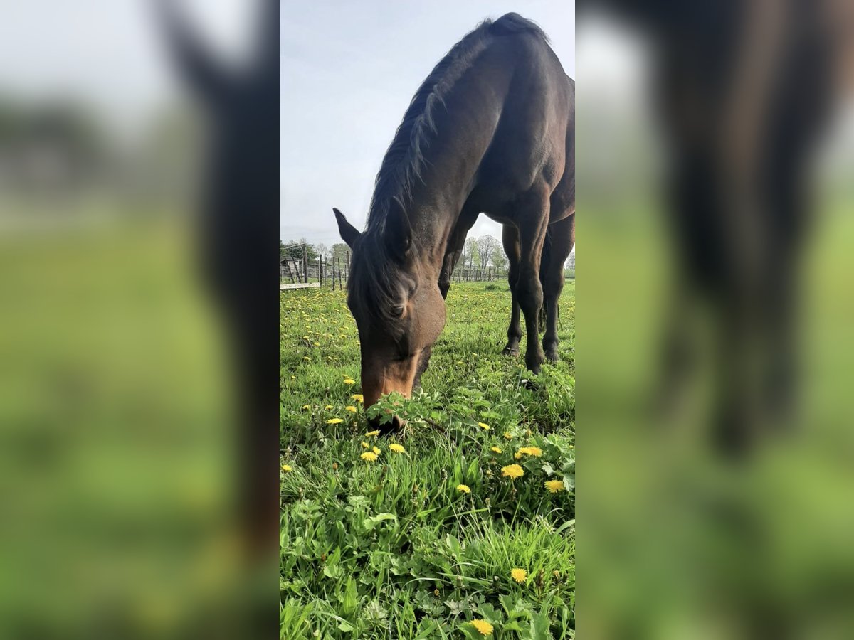 Fransk travare Valack 6 år 174 cm Brun in Elst