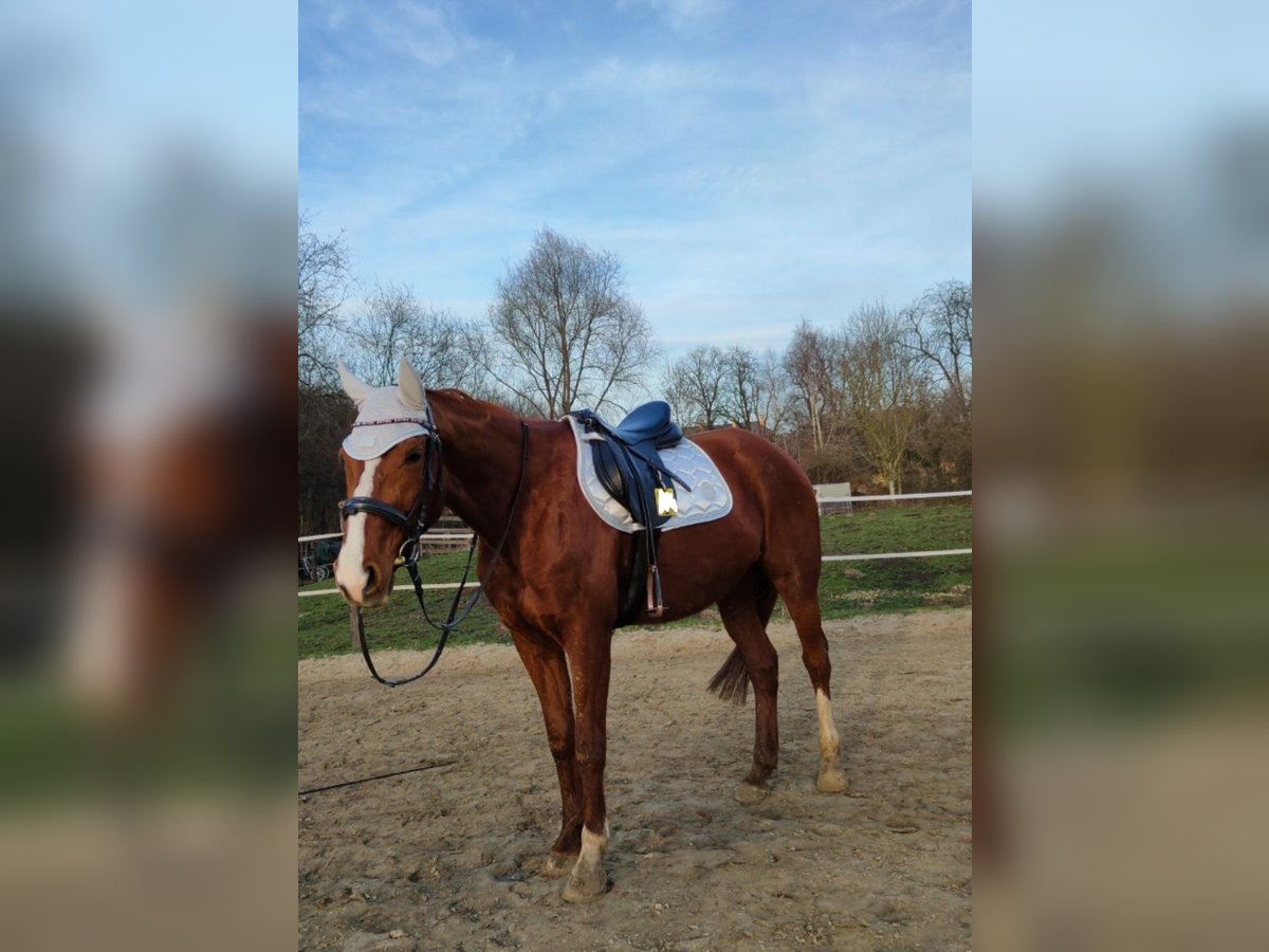 Französischer Traber Stute 12 Jahre 160 cm Fuchs in Bottrop Französischer Traber Stute 12 Jahre 160 cm Fuchs in Bottrop