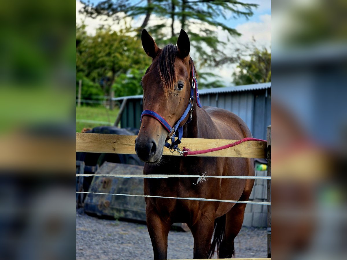 Französischer Traber Stute 3 Jahre 160 cm Brauner in Saint-Léon