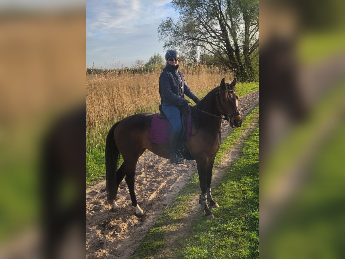 Französischer Traber Stute 4 Jahre 157 cm Brauner in Leidschendam