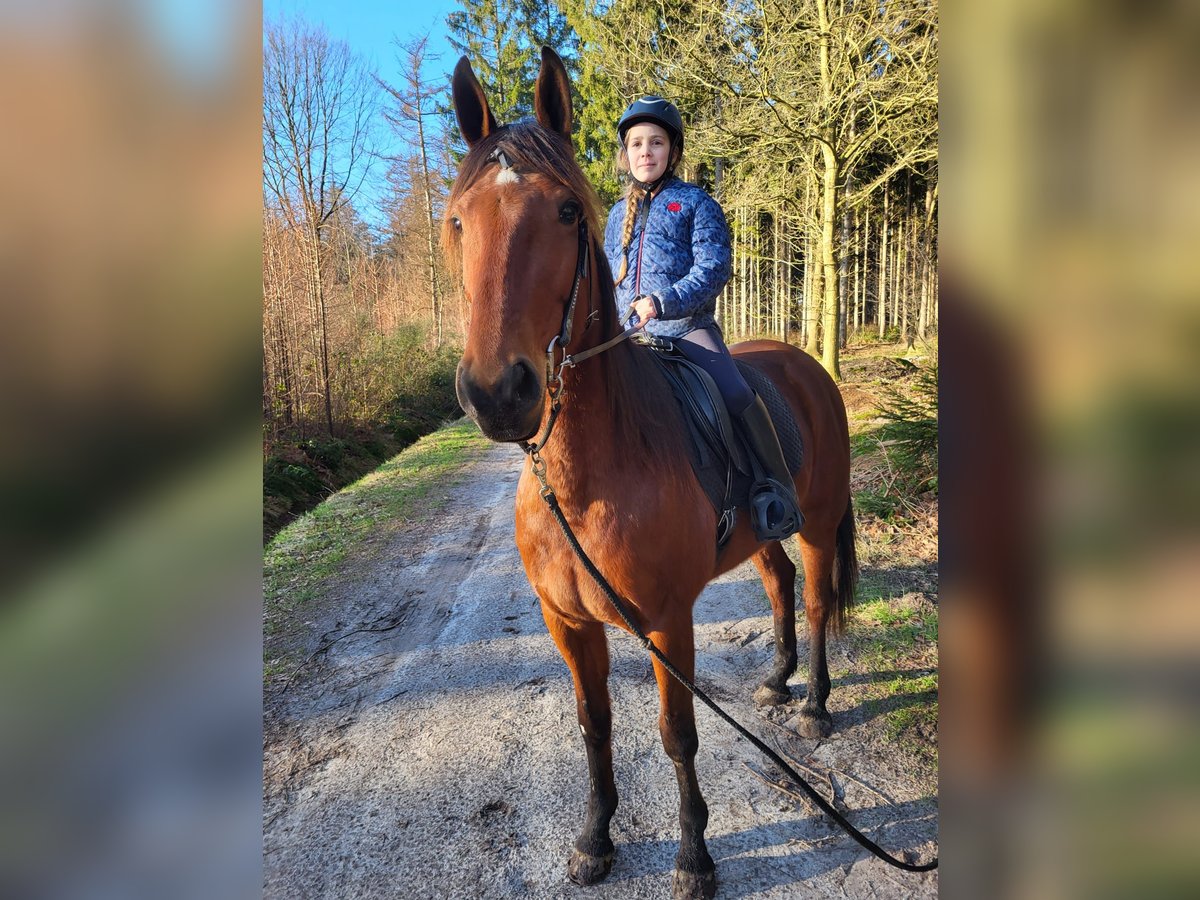 Französischer Traber Stute 6 Jahre 162 cm Brauner in Wilhelminaoord
