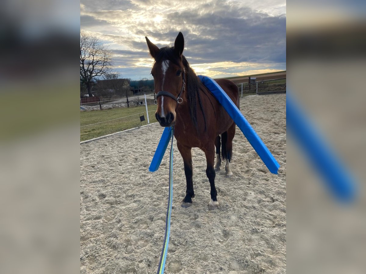 Französischer Traber Stute 6 Jahre 163 cm Brauner in Feinfeld