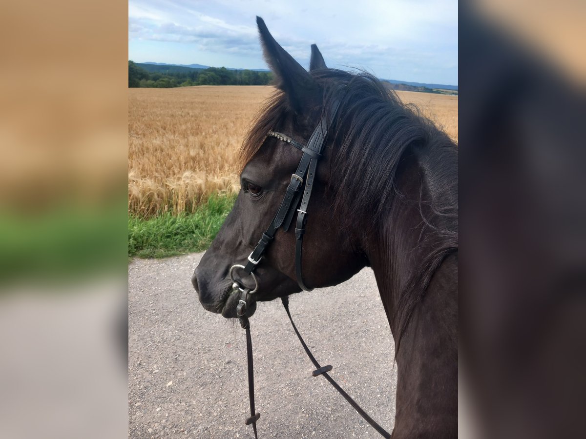 Französischer Traber Stute 7 Jahre 165 cm Rappe in Saffig